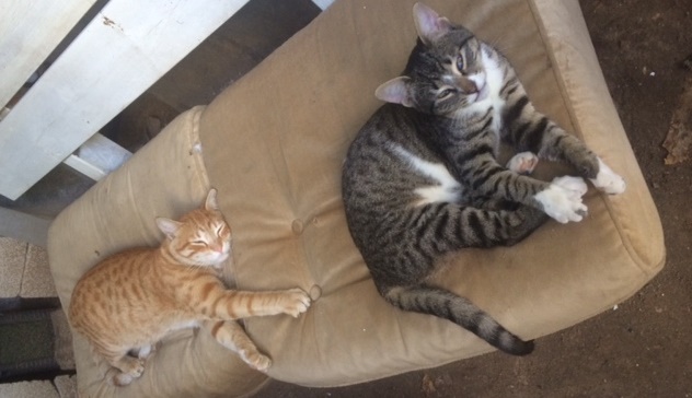 final project proposal